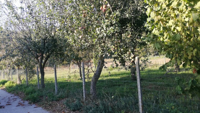 Volturara Irpina – Terreno Agricolo mq. 1804